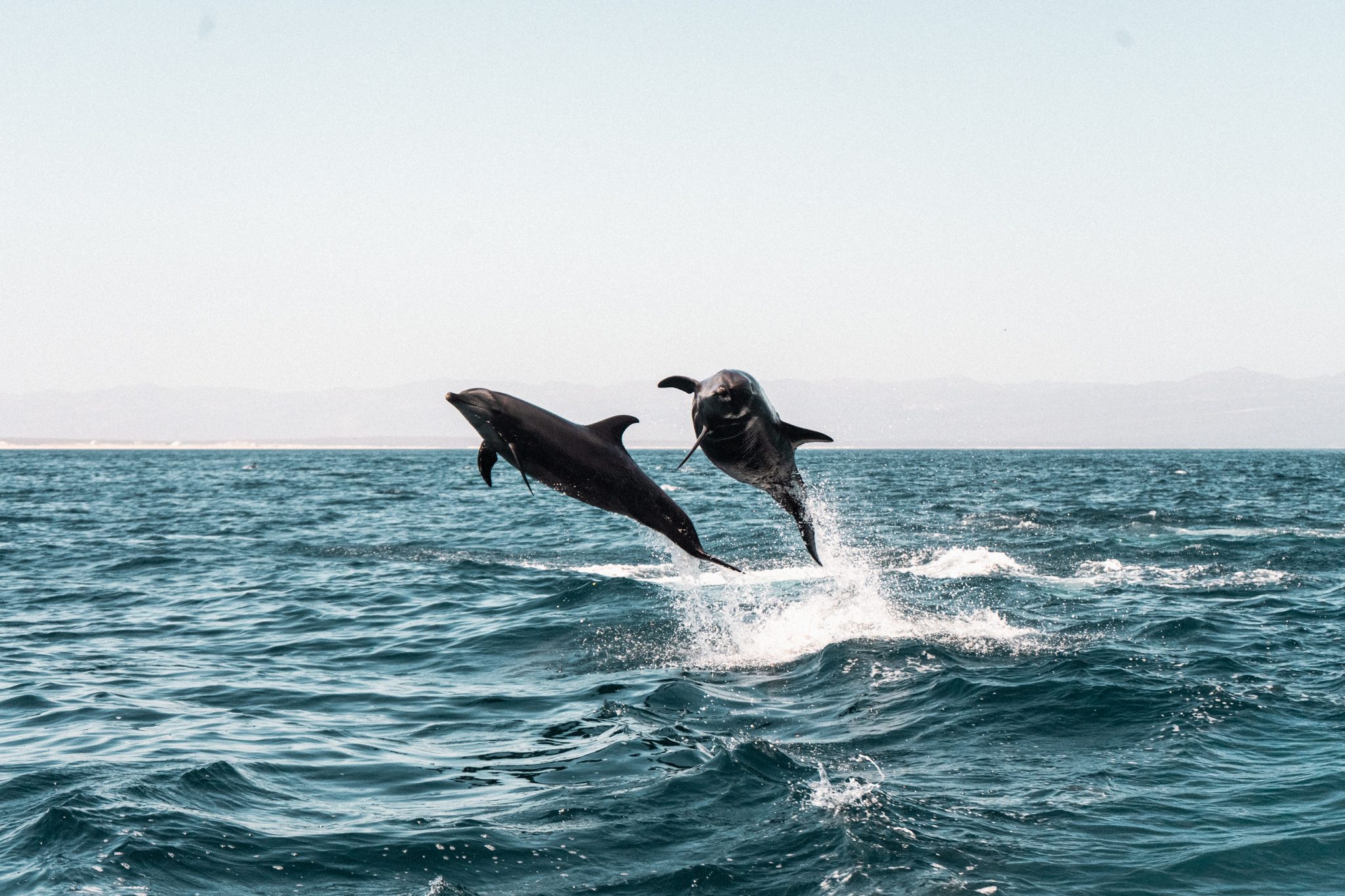 Delfines en Baja California Sur